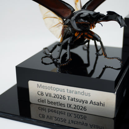 Mesotopus tarandus IX.2026 x Allotopus moellenkampi moseri VII.2026