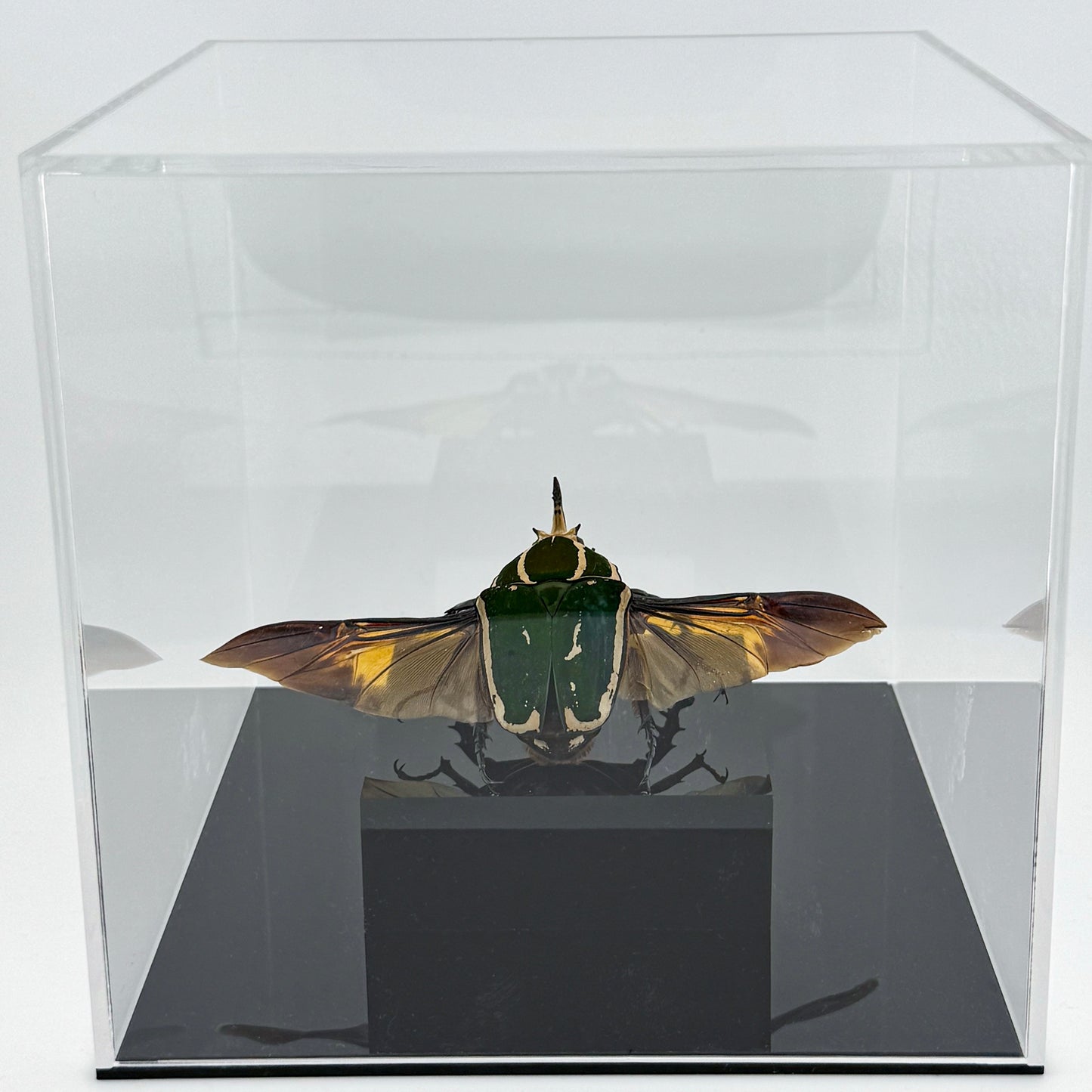 Mecynorhina torquata poggei (torquata flower beetle)