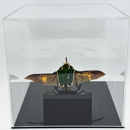 Mecynorhina torquata poggei (torquata flower beetle)