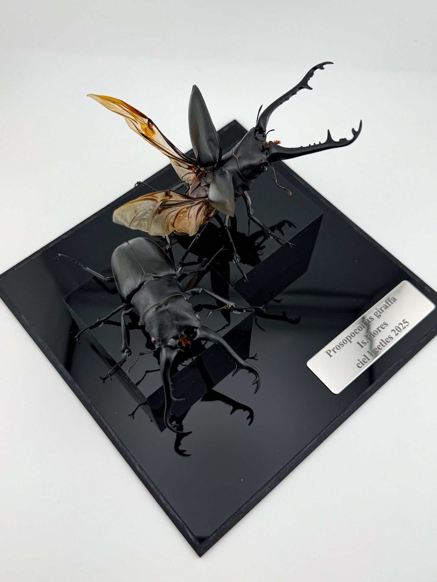 Prosopocoilus giraffa X.2025 Giraffe Stag Beetle