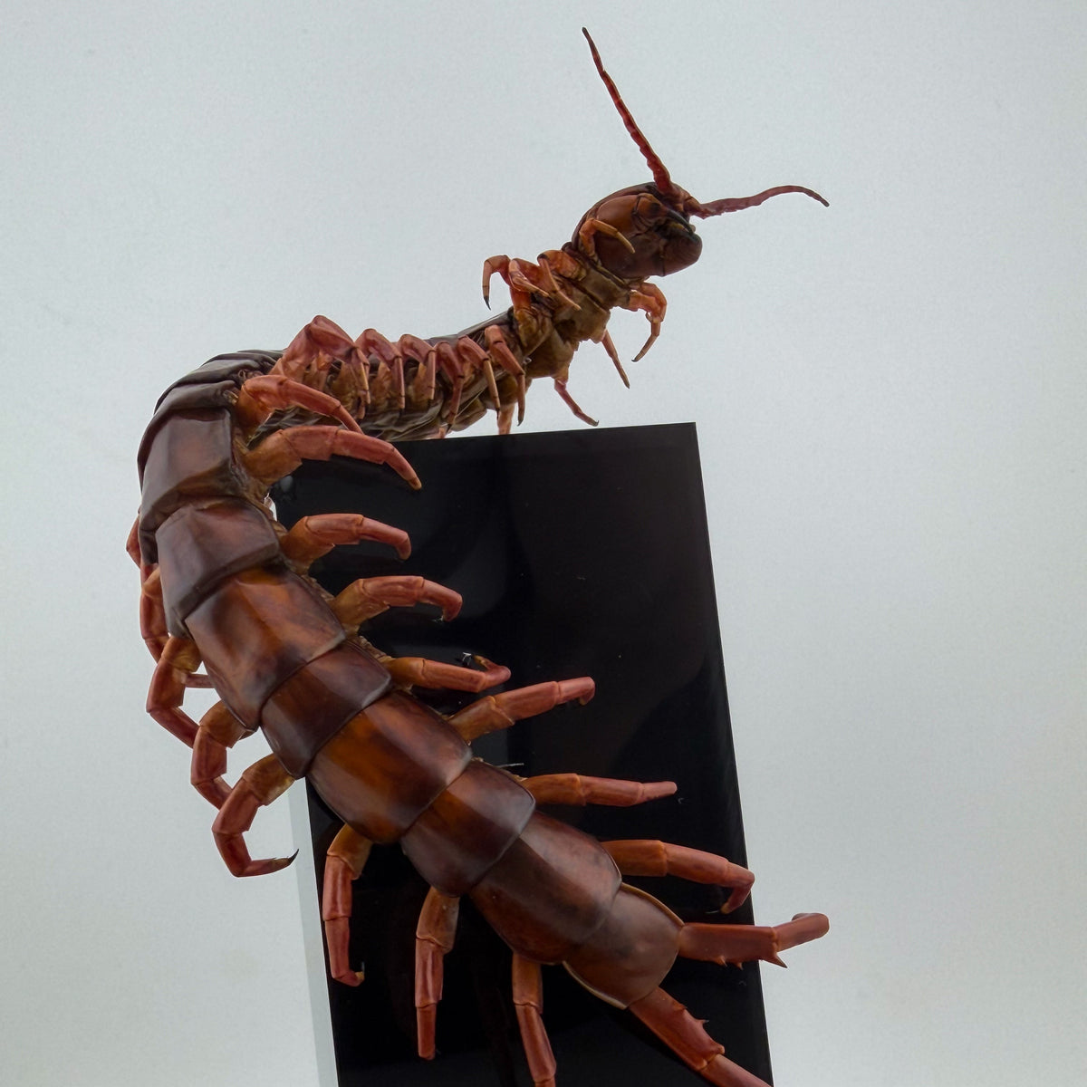 チェリーレッドセンチピート 立体標本 Scolopendra dehaani
IX.2026 ciel beetles
