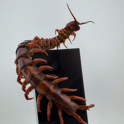 チェリーレッドセンチピート 立体標本 Scolopendra dehaani
IX.2026 ciel beetles