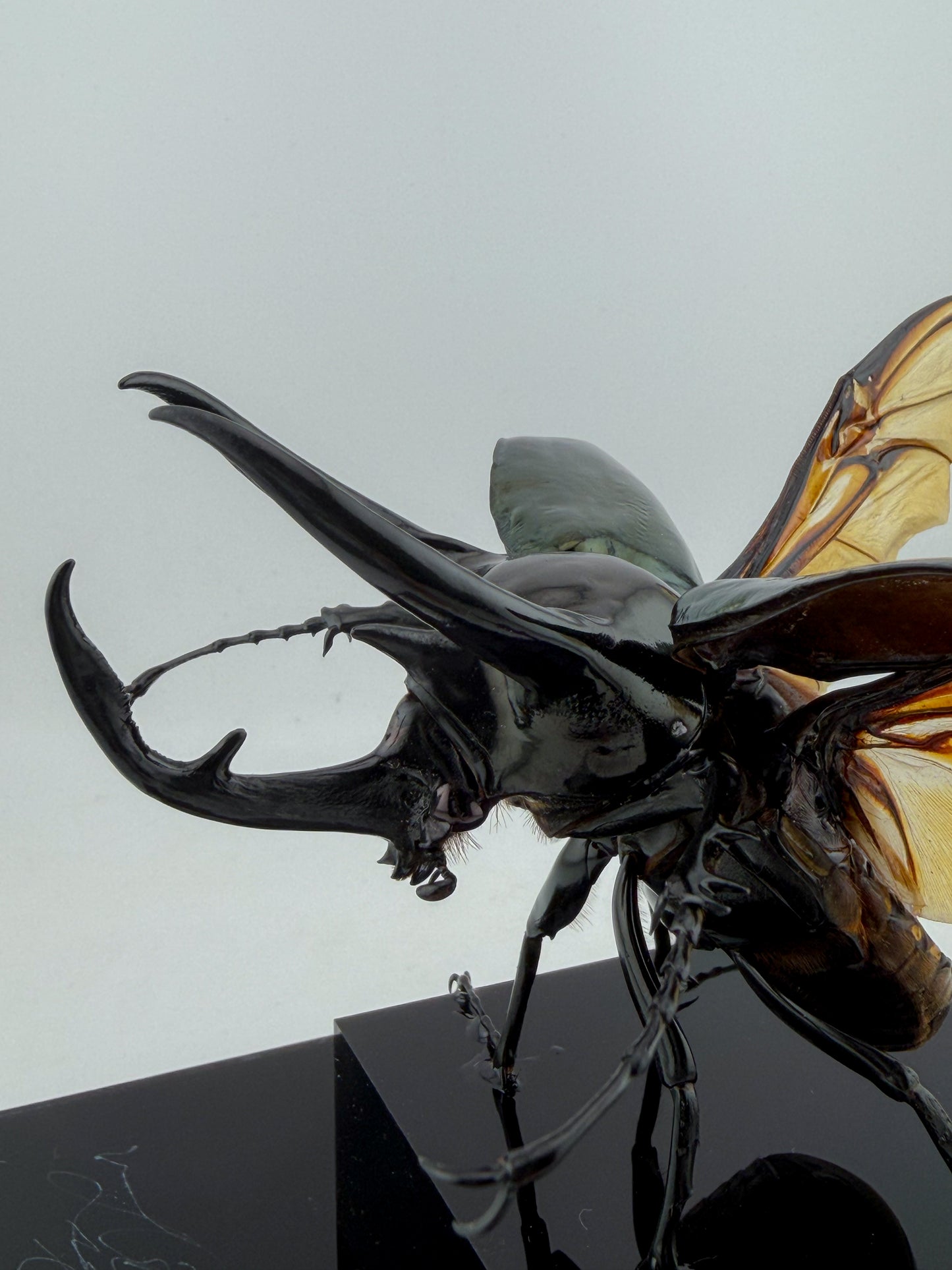 Chalcosoma Chiron ll.2026