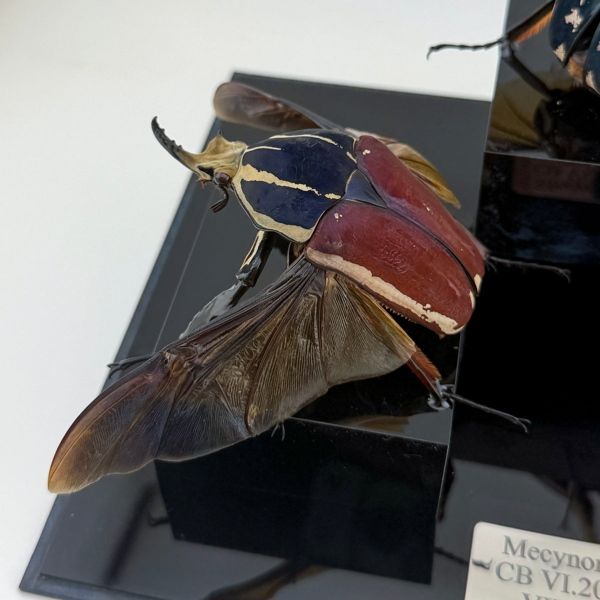 Mecynorrhina ugandensis VIII.2026