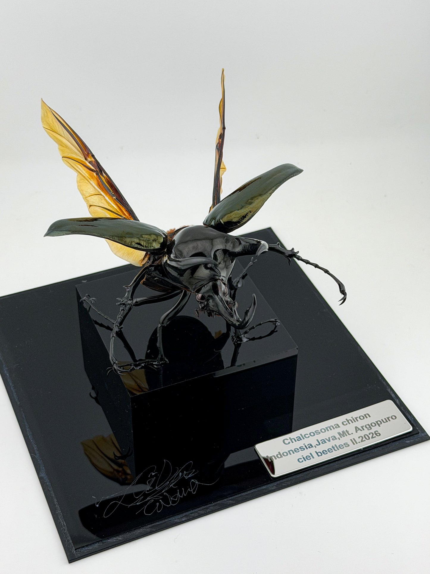 Chalcosoma Chiron ll.2026