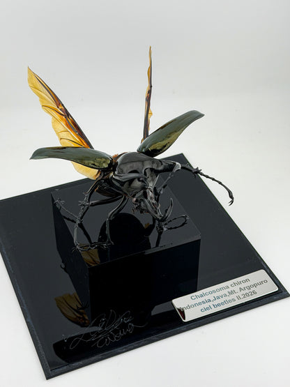 Chalcosoma Chiron ll.2026