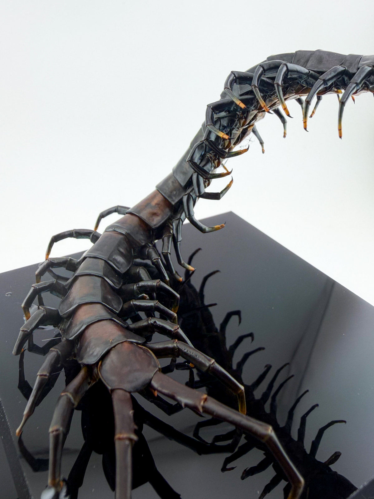 ハイナンブラックタイガーレッグ Scolopendra hainanum IX.2026