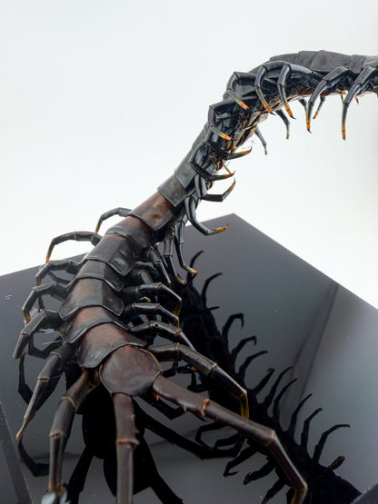 ハイナンブラックタイガーレッグ Scolopendra hainanum IX.2026