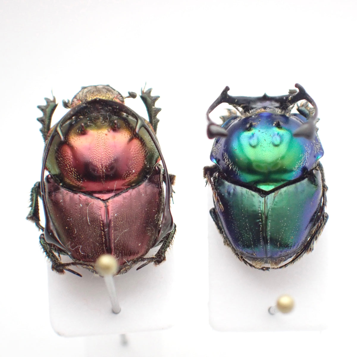 🇹🇿*Proagoderus ramosicornis* on a spreading board - single male