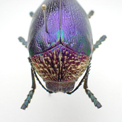 🇹🇿 Fishe's Jewel Beetle - Pinned Specimen