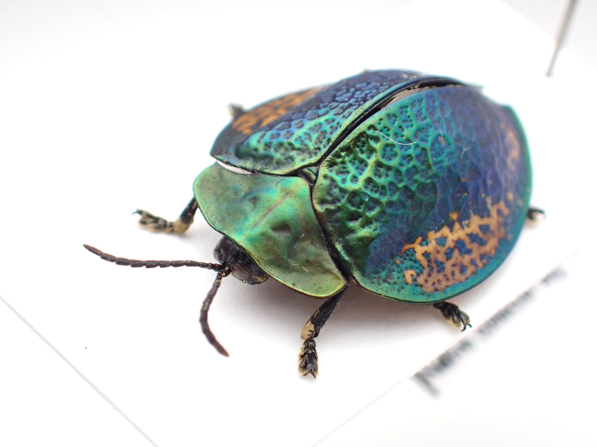 🇵🇪A type of jewel beetle (Buprestidae) - mounted specimen