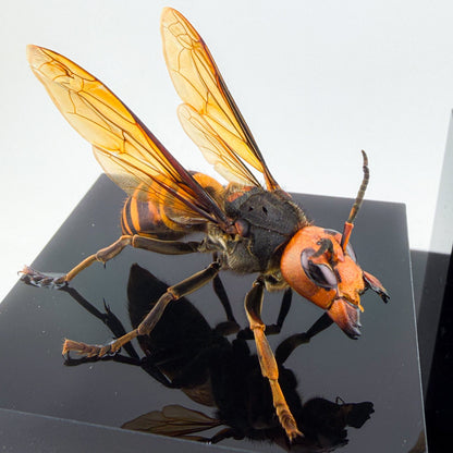 オオスズメバチ女王蜂 立体標本 Northern giant hornet Queen