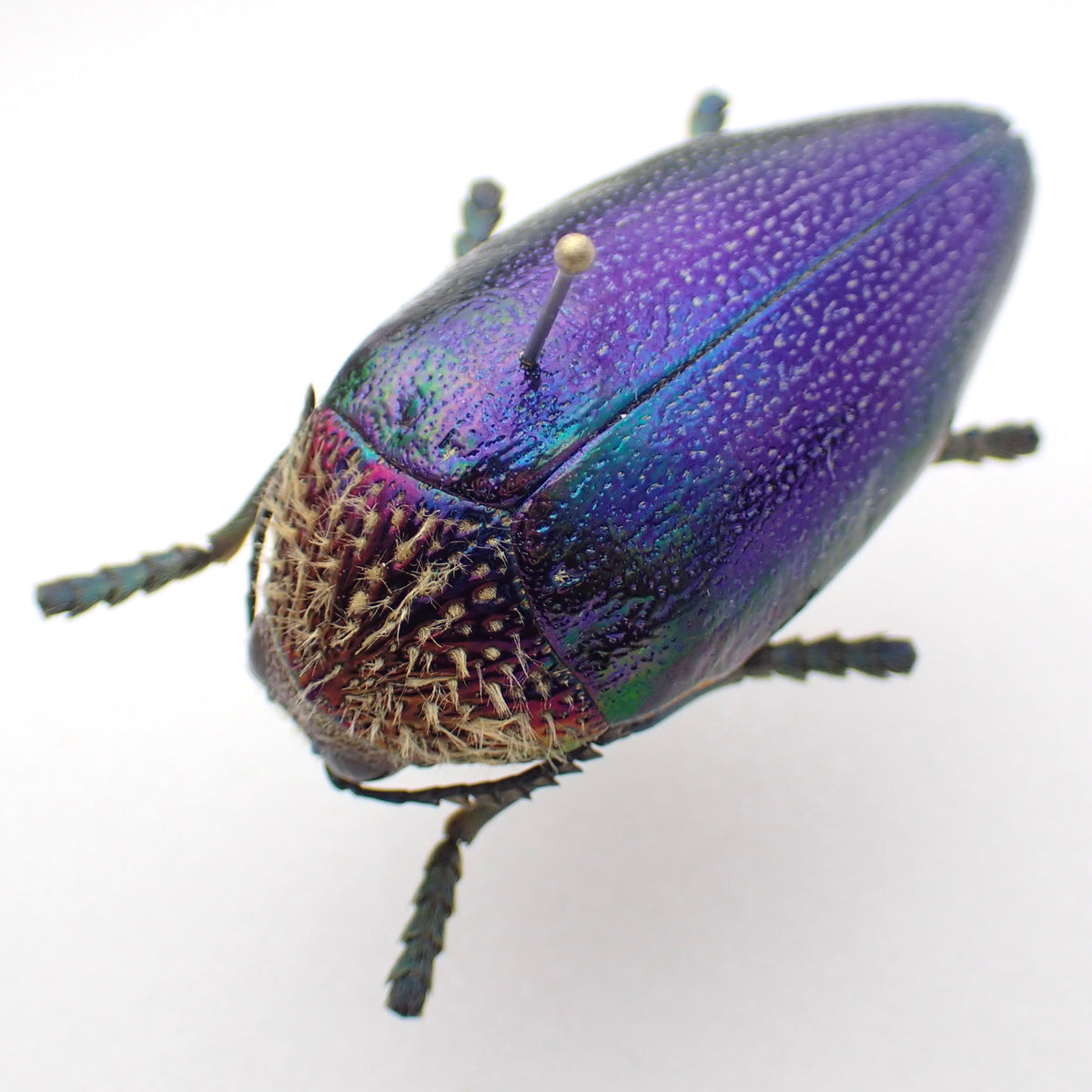 🇹🇿 Fishe's Jewel Beetle - Pinned Specimen