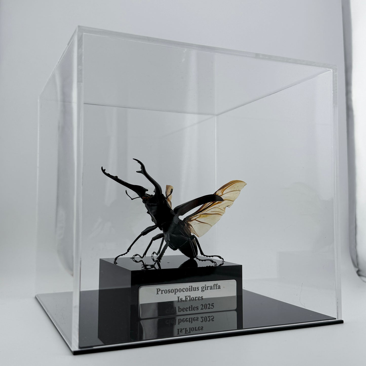 Giraffe Stag Beetle 2025