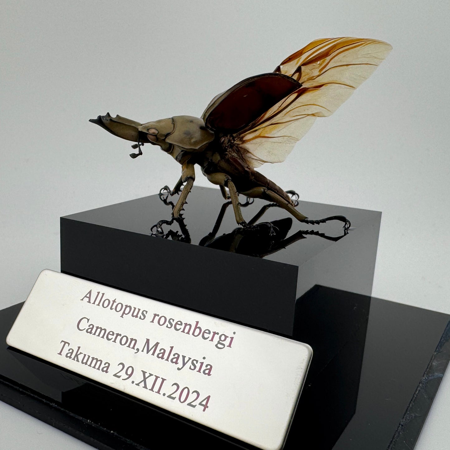 Allotopus rosenbergi 2024 Golden Stag Beetle