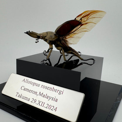 Allotopus rosenbergi 2024 Golden Stag Beetle