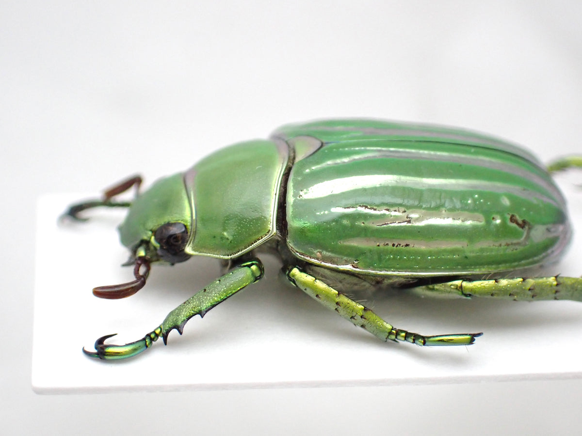 Rutelidae sp. A2, mounted specimen