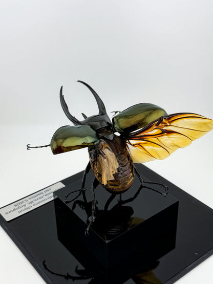 Chalcosoma Chiron ll.2026