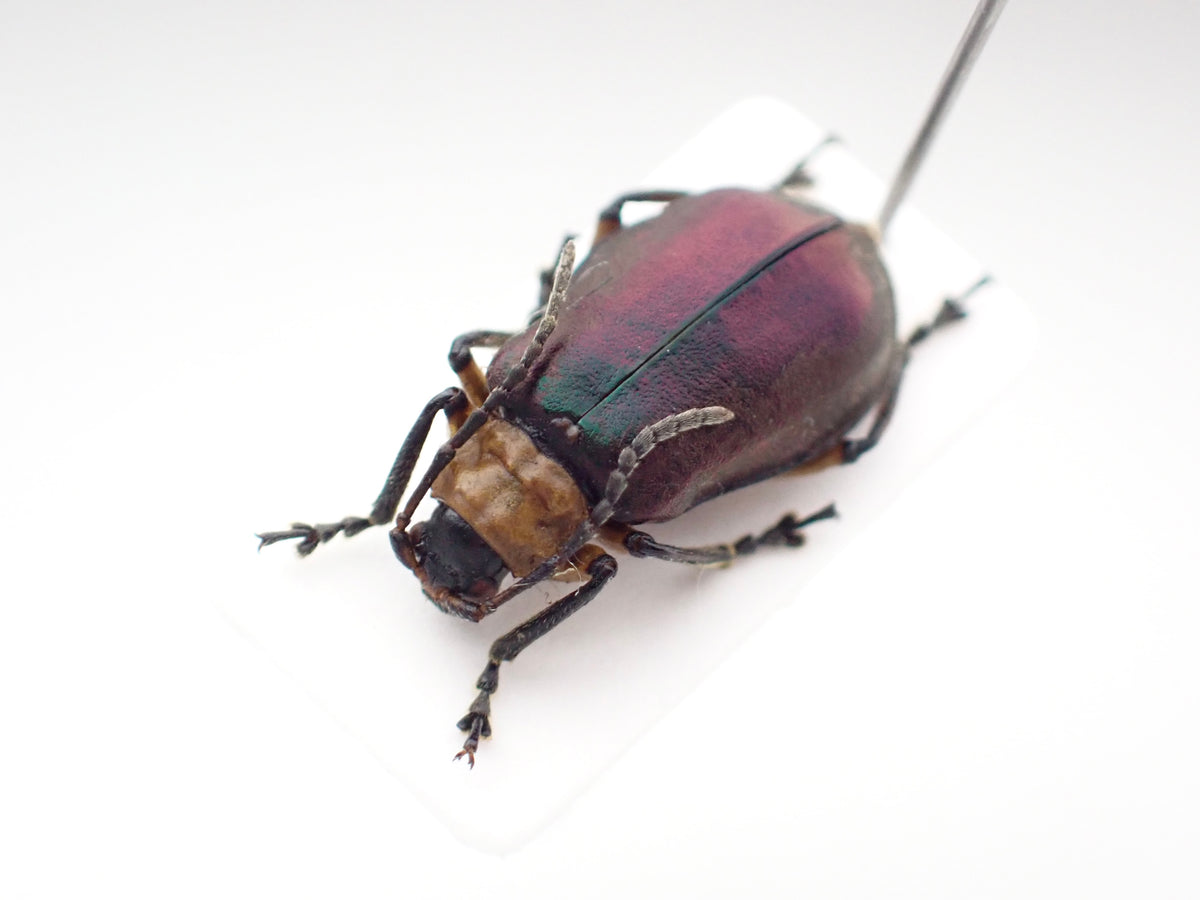 🇵🇪Chrysomelidae sp. (unidentified) - Mounted Specimen