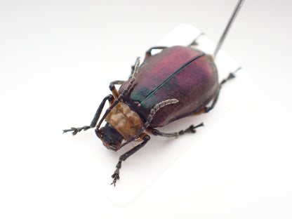 🇵🇪Chrysomelidae sp. (unidentified) - Mounted Specimen