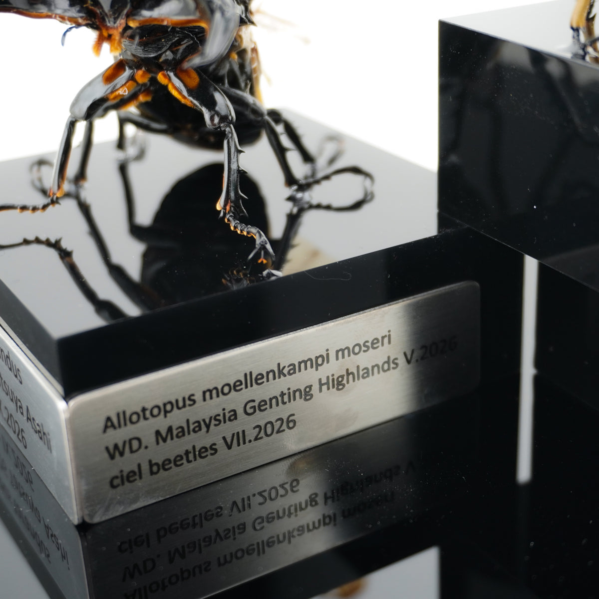 Mesotopus tarandus IX.2026 x Allotopus moellenkampi moseri VII.2026