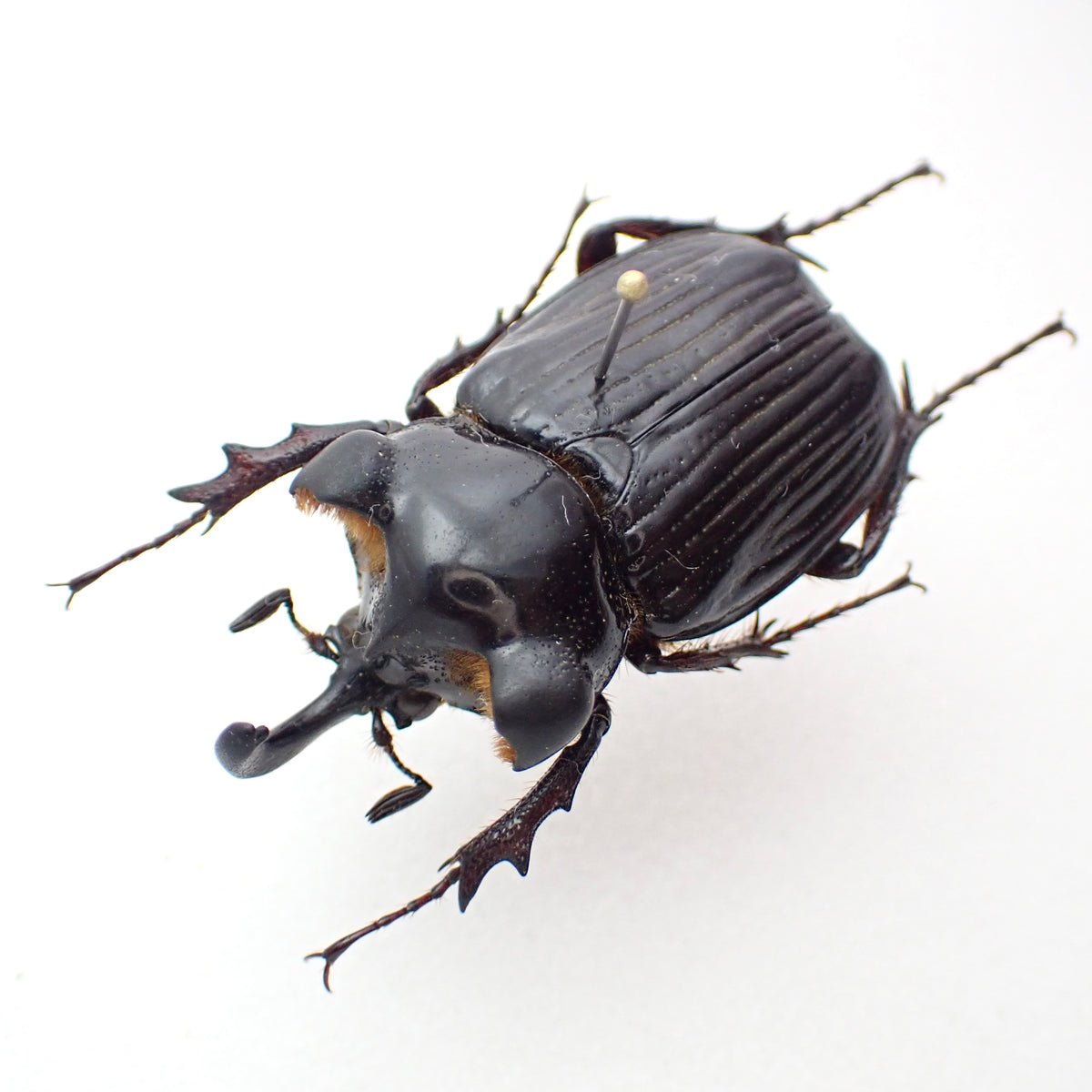 Guatemalan Pantodinus klugi chafer, male, spread specimen