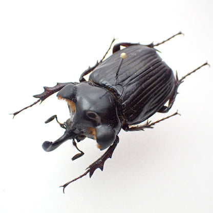 Guatemalan Pantodinus klugi chafer, male, spread specimen