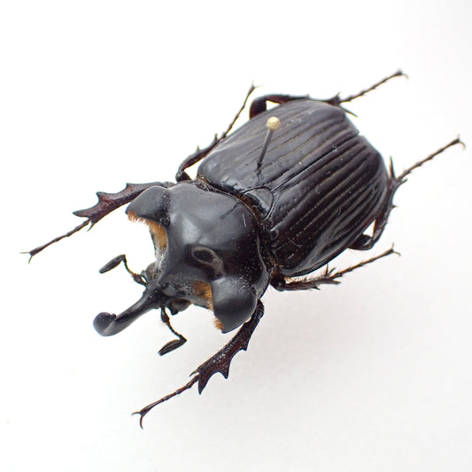 Guatemalan Pantodinus klugi chafer, male, spread specimen