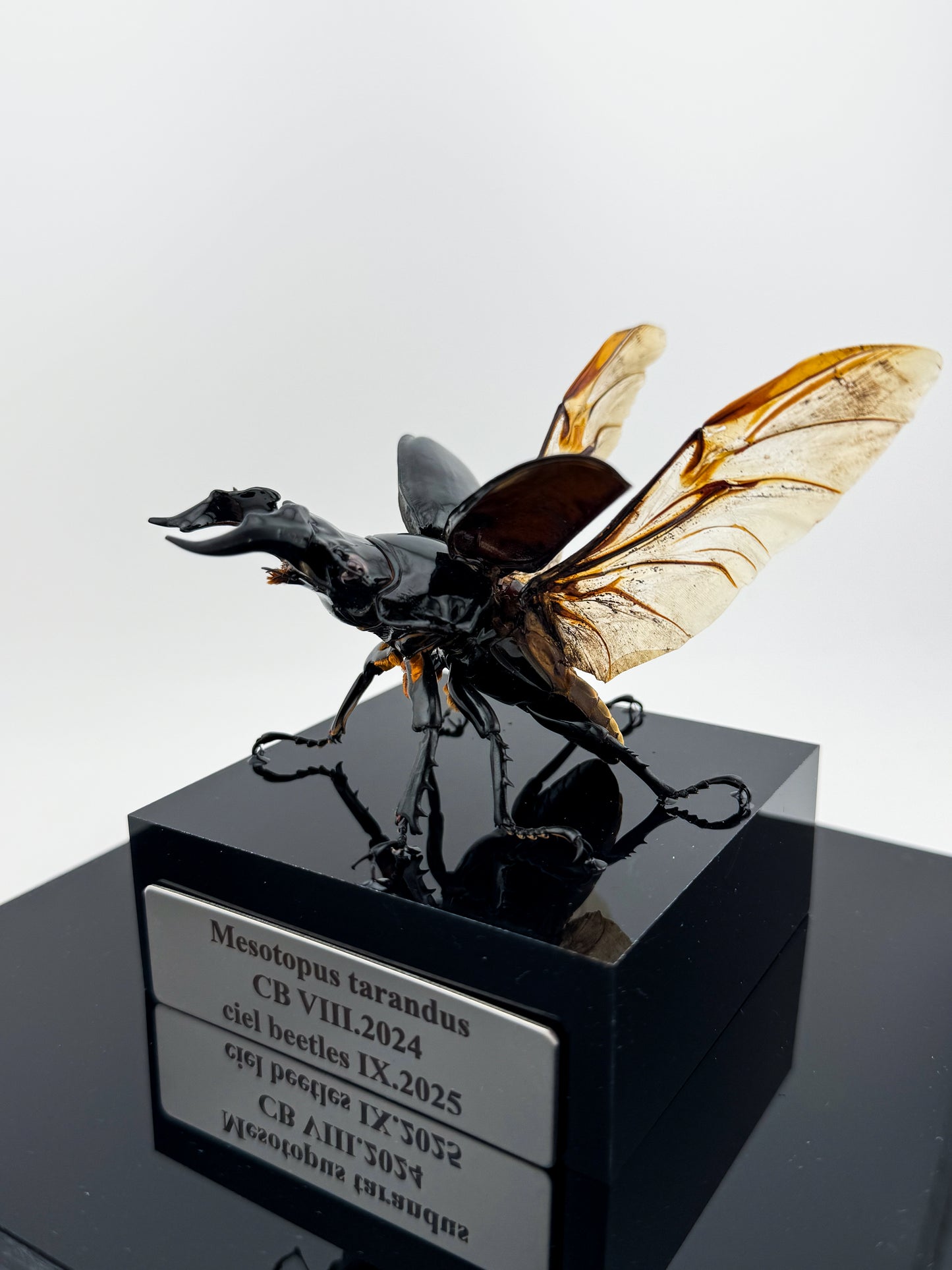 Mesotopus tarandus IX.2025 Mesotopus tarandus