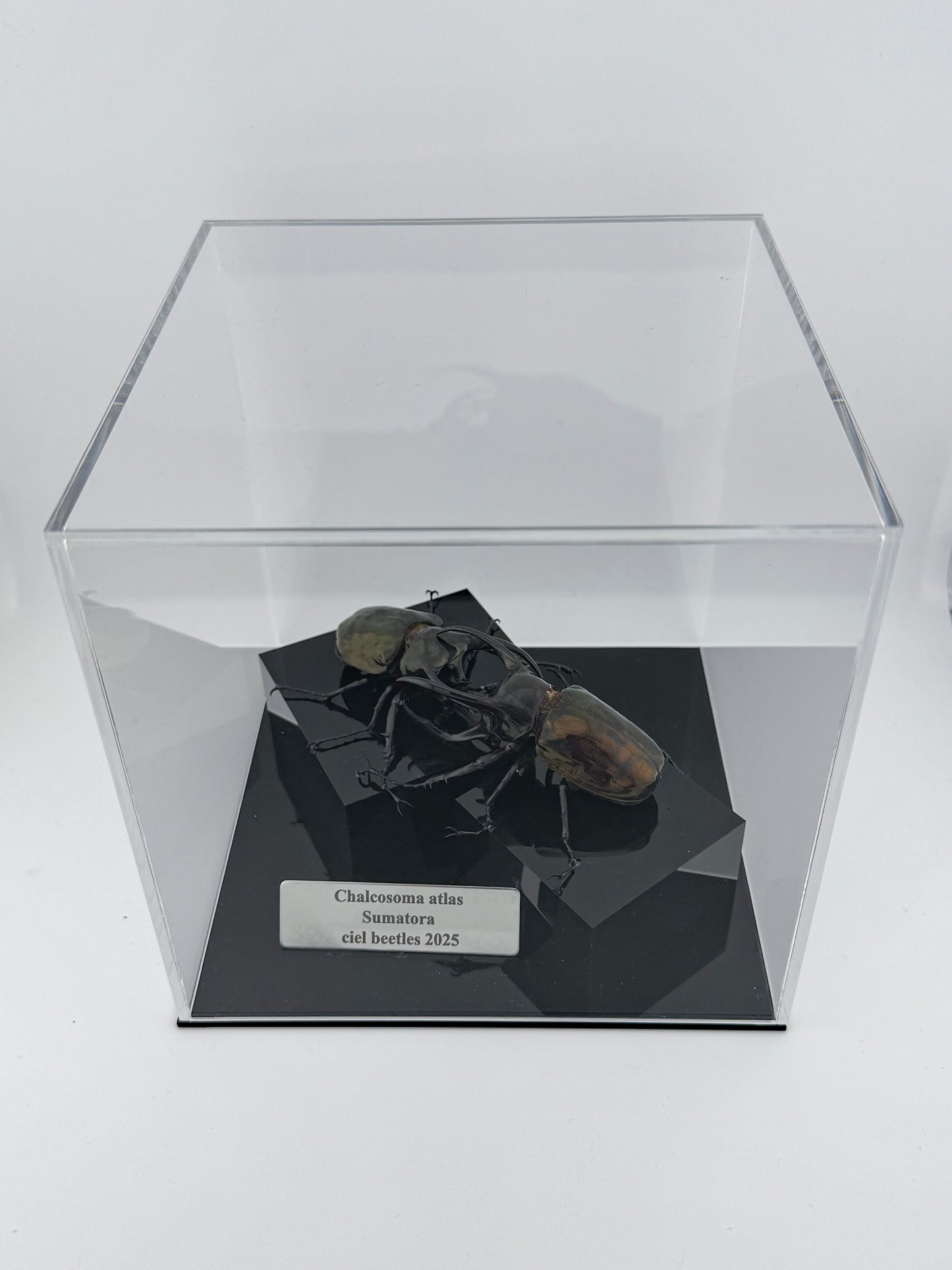 Chalcosoma atlas 2025 Atlas Beetle