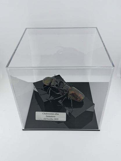 Chalcosoma atlas 2025 Atlas Beetle