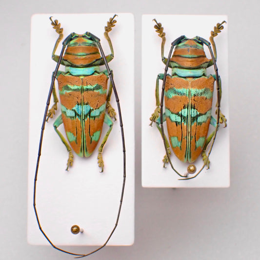 🇹🇬Sternotomis pulchra mounted specimen pair