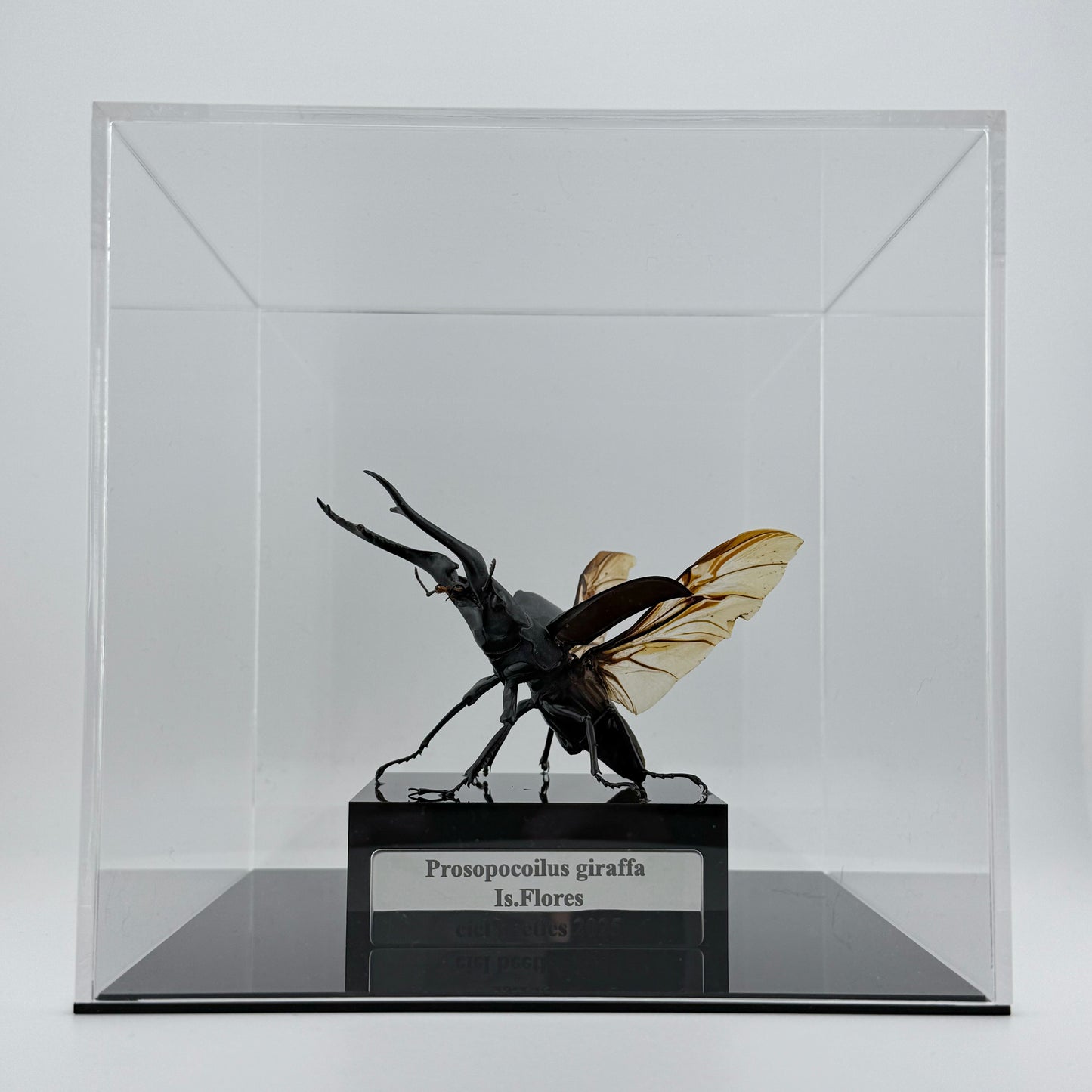 Giraffe Stag Beetle 2025