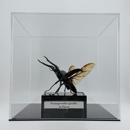 Giraffe Stag Beetle 2025