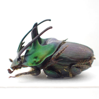 *Proagoderus sexcornutus*, an African dung beetle characterized by its horns