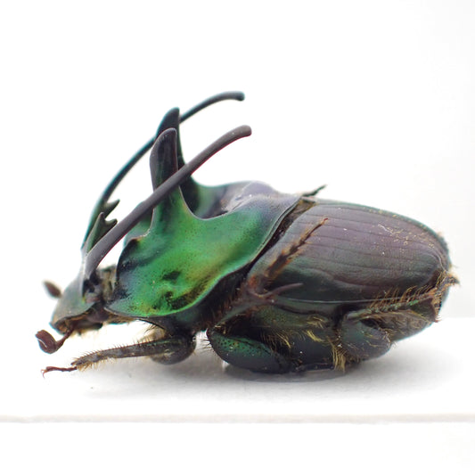 *Proagoderus sexcornutus*, an African dung beetle characterized by its horns