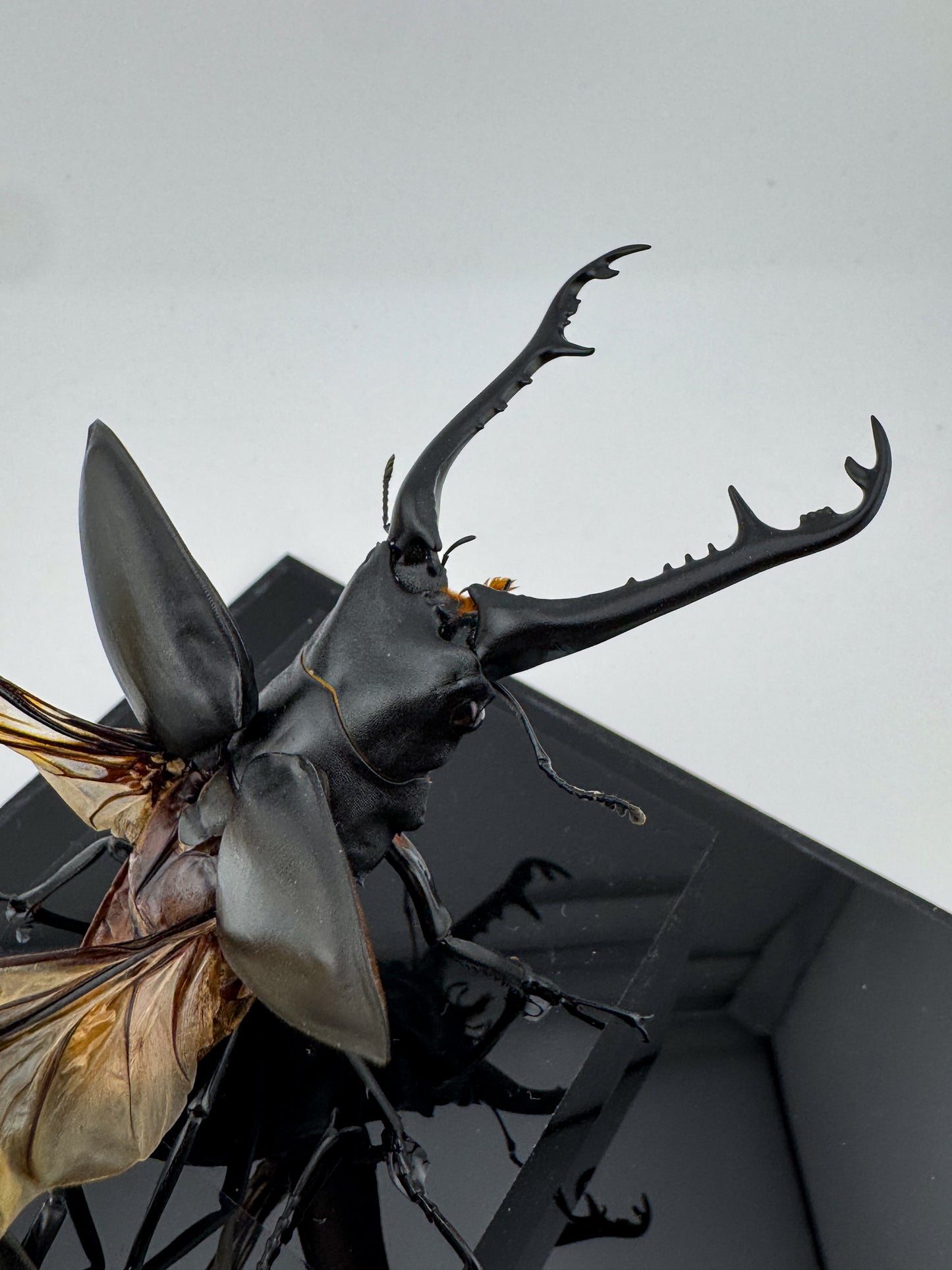 Prosopocoilus giraffa X.2025 Giraffe Stag Beetle