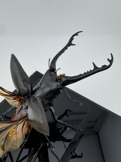 Prosopocoilus giraffa X.2025 Giraffe Stag Beetle