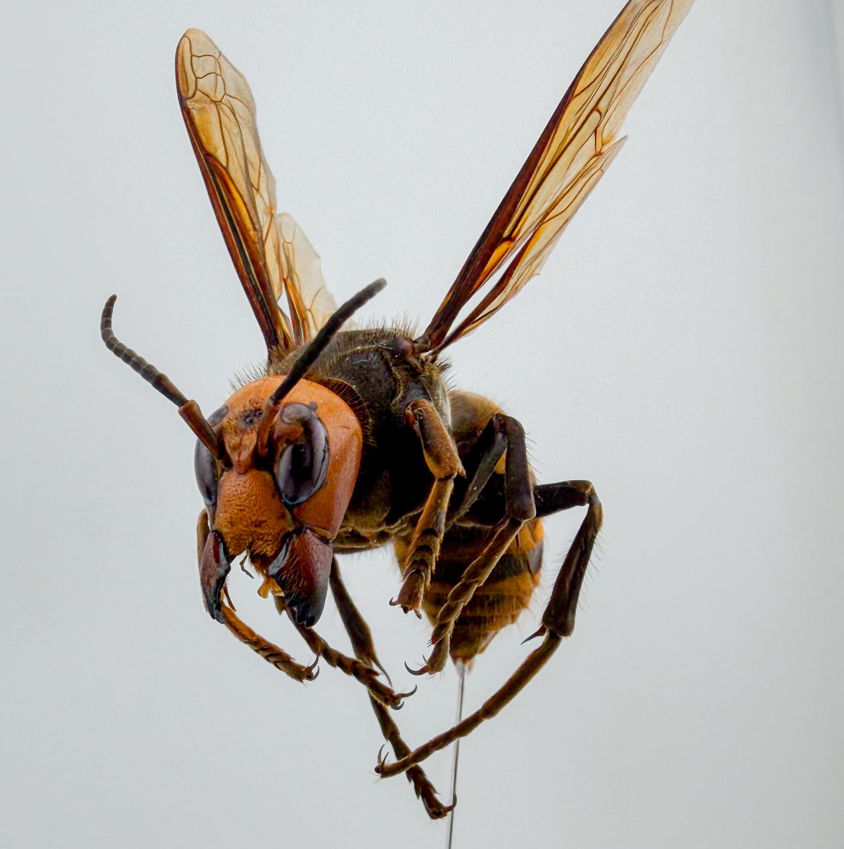 オオスズメバチ女王蜂 立体標本 Northern giant hornet Queen