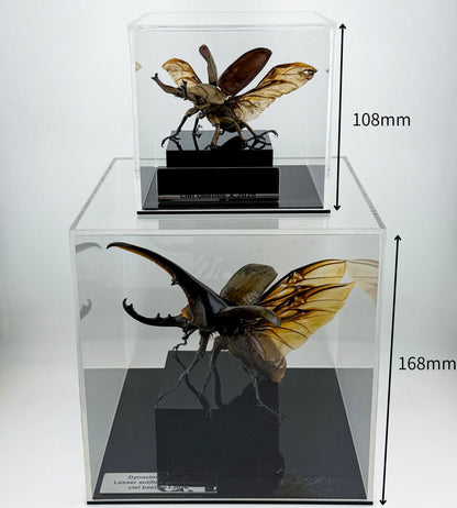 Bespoke Specimen Art