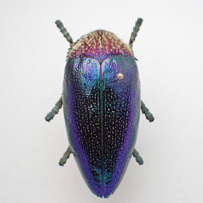 🇹🇿 Fishe's Jewel Beetle - Pinned Specimen