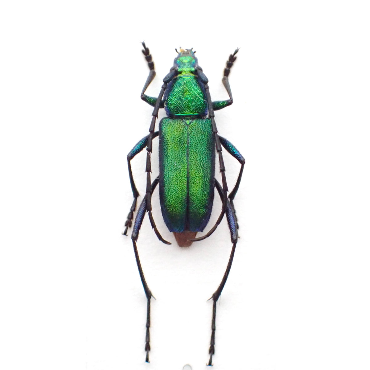 🇵🇪Beautiful Green Longhorn Beetle, Chrysoprasis sp., Mounted Specimen