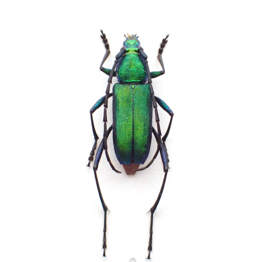 🇵🇪Beautiful Green Longhorn Beetle, Chrysoprasis sp., Mounted Specimen