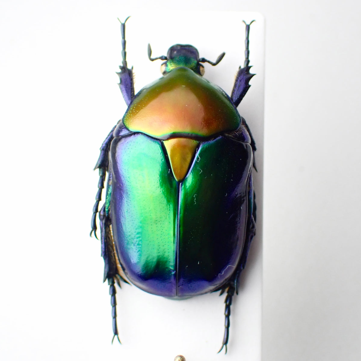 🇹🇷 Turkish Flower Beetle, *Protaetia speciosa ssp. jousselini*. Field collected, mounted specimen. Repaired, A1 condition.