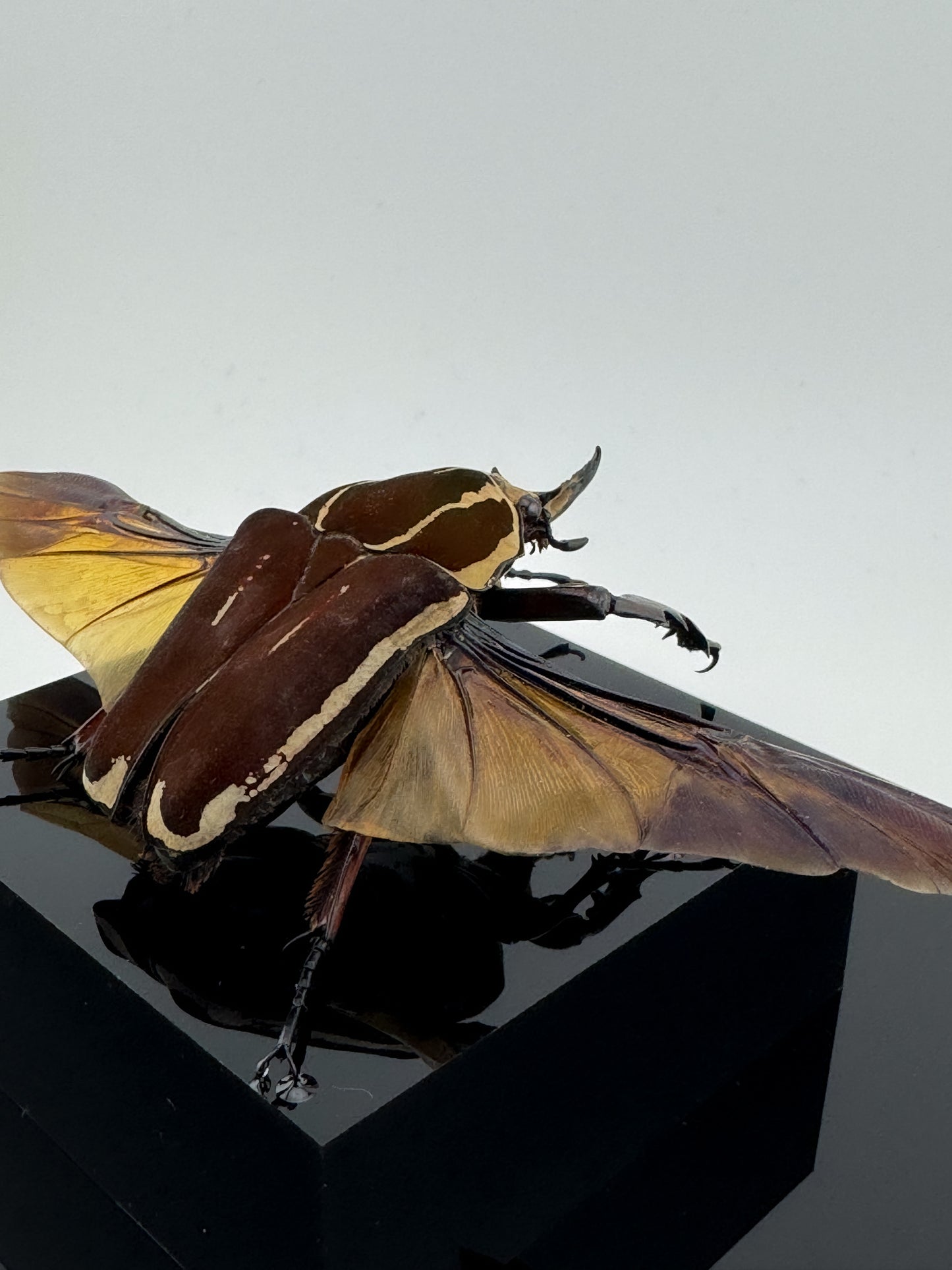 Mecynorhina ugandensis (Ugandan flower beetle)