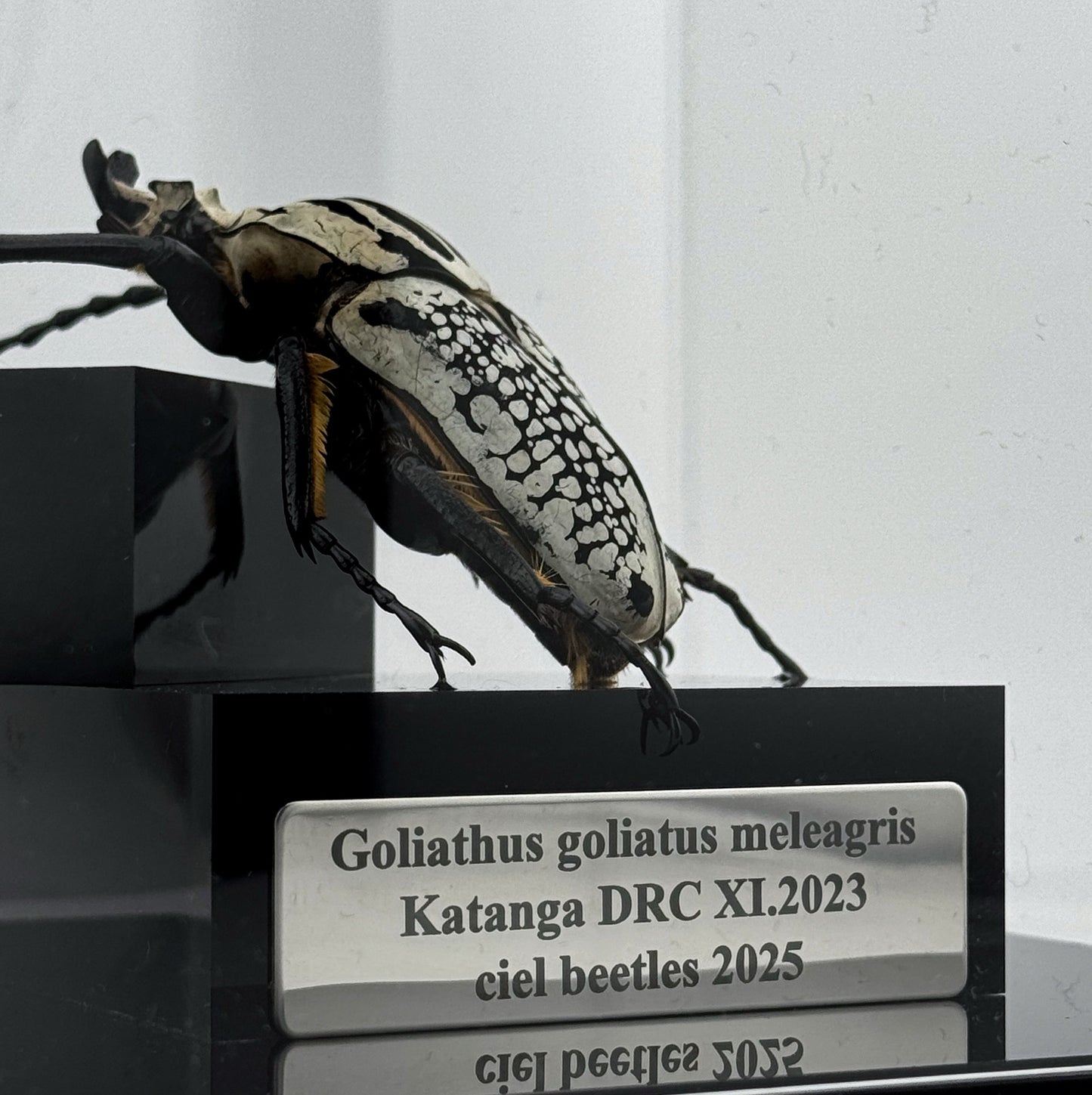 Goliathus goliatus meleagris VI.2025 Goliathus goliatus meleagris