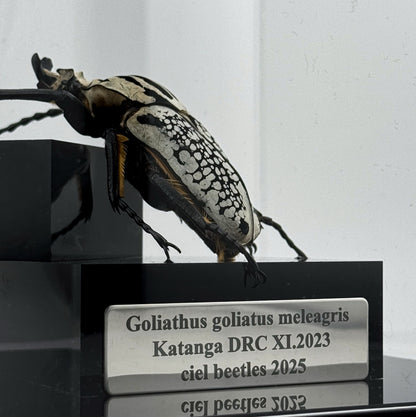 Goliathus goliatus meleagris VI.2025 Goliathus goliatus meleagris