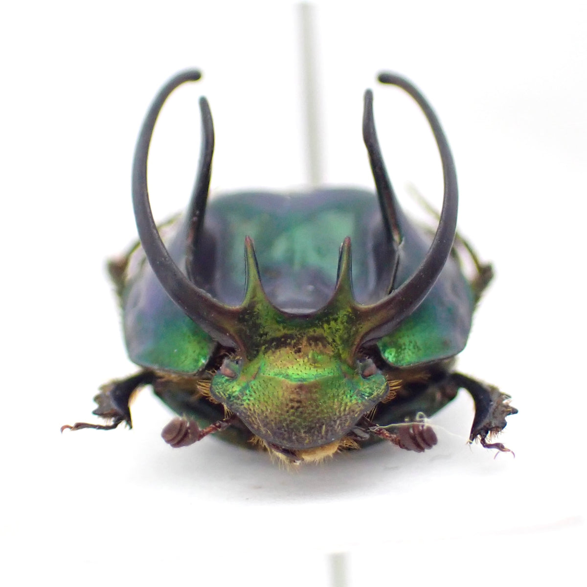 *Proagoderus sexcornutus*, an African dung beetle characterized by its horns