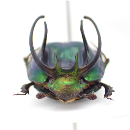 *Proagoderus sexcornutus*, an African dung beetle characterized by its horns