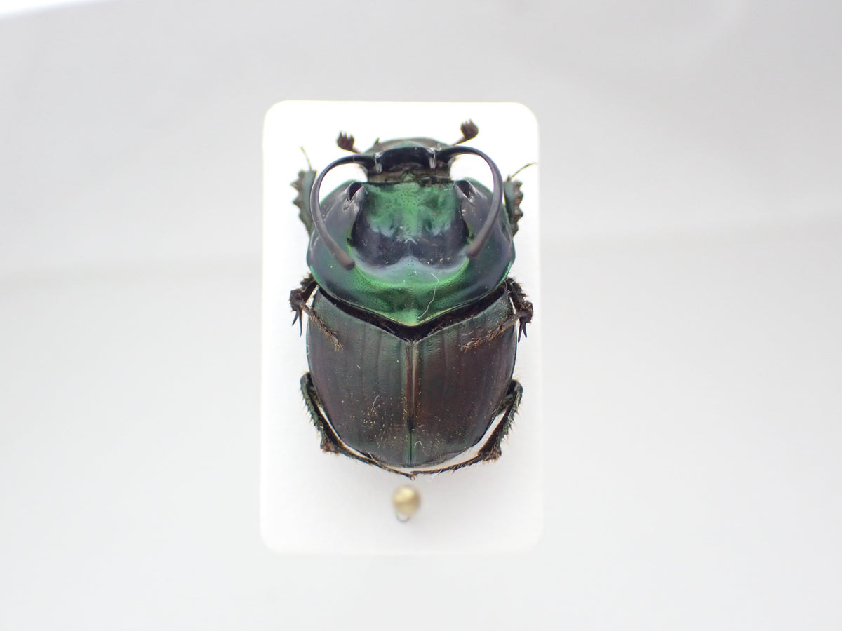 *Proagoderus sexcornutus*, an African dung beetle characterized by its horns